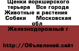 Щенки йоркширского терьера - Все города Животные и растения » Собаки   . Московская обл.,Железнодорожный г.